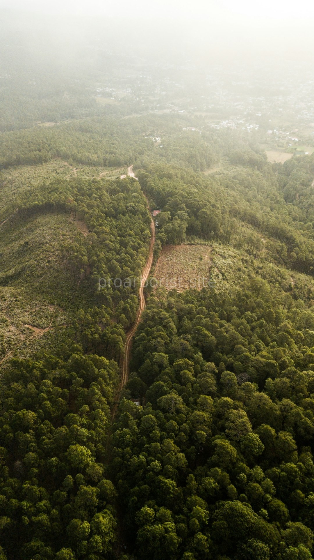 Forest Landscape