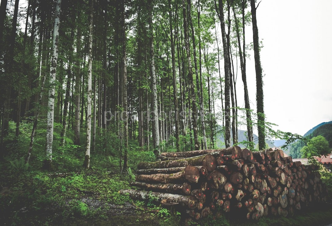 Land clearing work