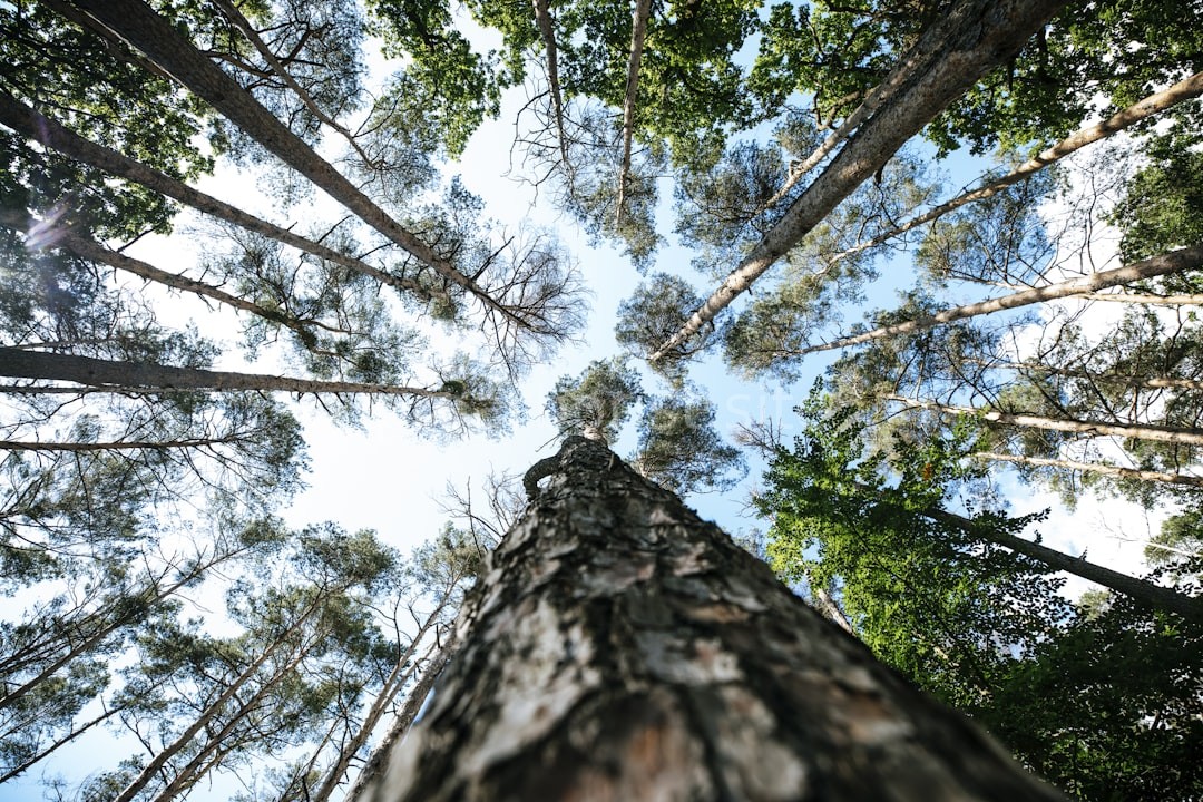Tree Pruning