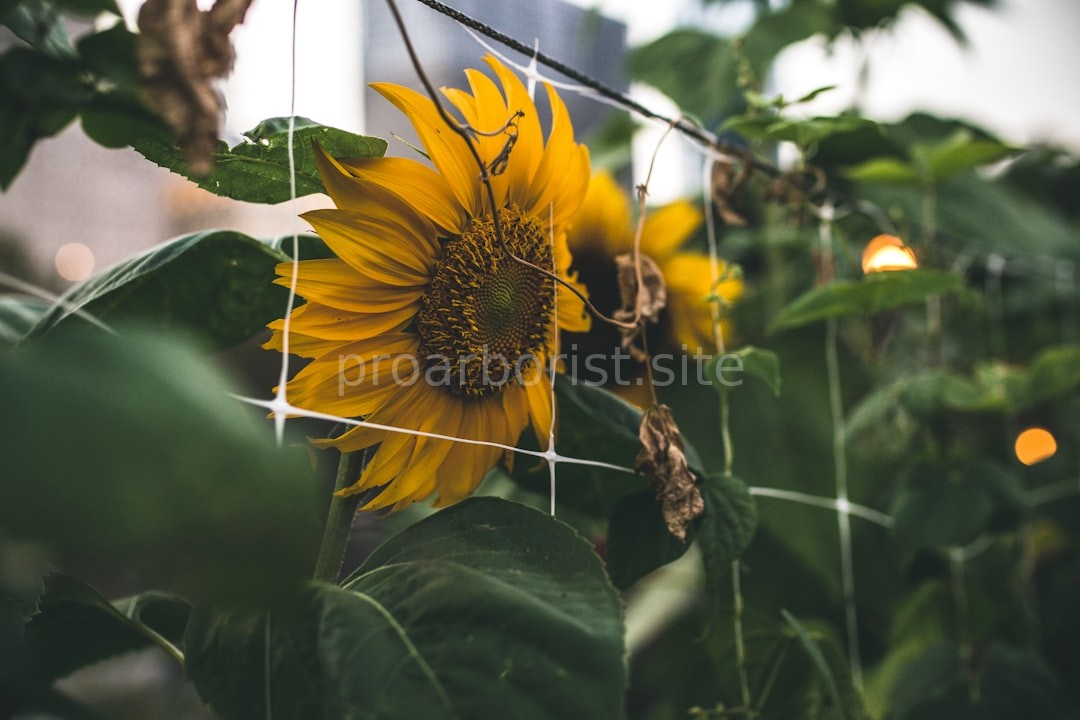 Nature Detail